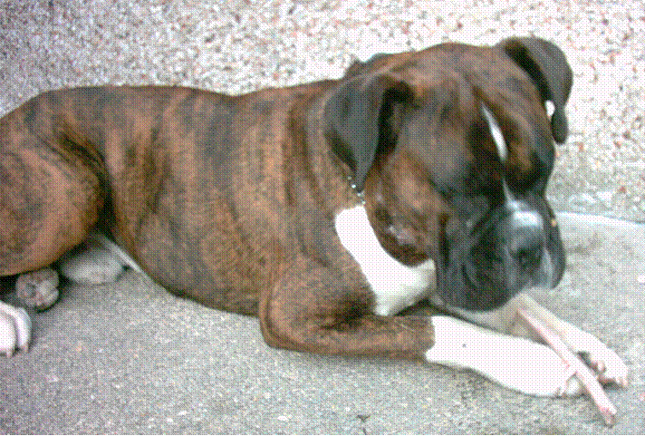 Ralphie with a bone