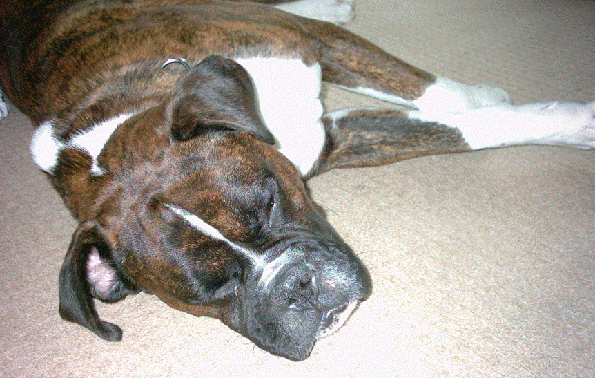 Ralphie Having a nap
