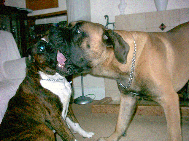Ralphie and Hannibal playing...AGAIN!