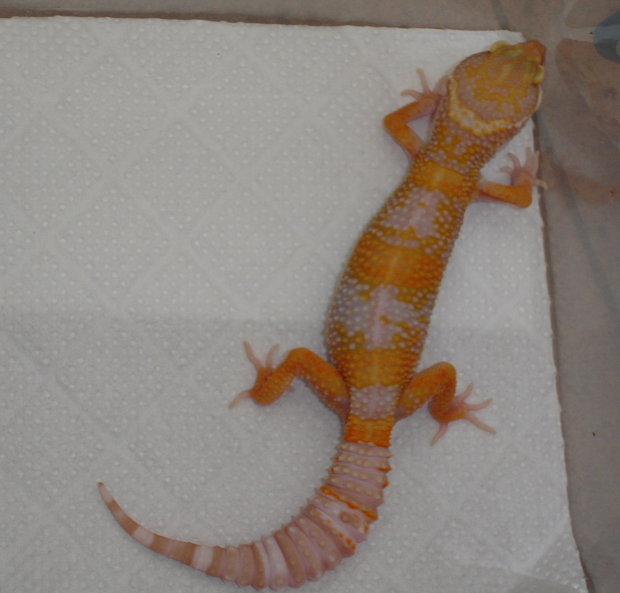albino