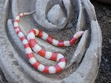 albino annulata