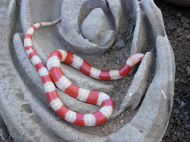 albino annulata