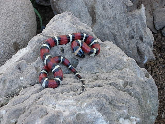het. albino male