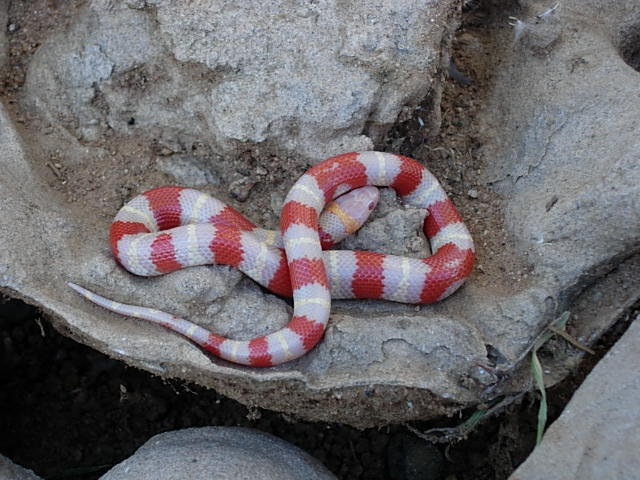 albino 2005 baby
