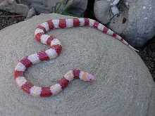 Tangerine albino