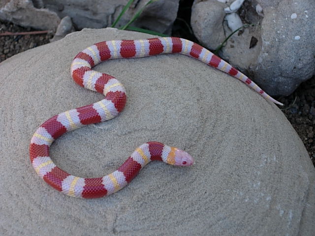 Tangerine albino