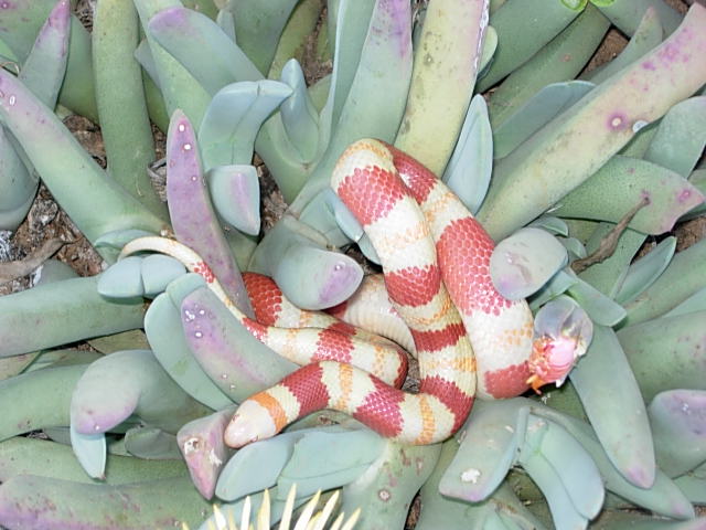yearling albino