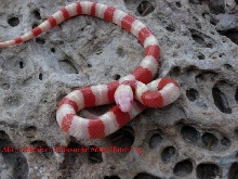 Hatchling Albino Mexican Milksnake