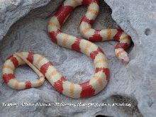 Hi- White Albino Mexican Milksnake