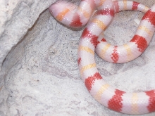 Close-Up yearling Hi White Albino Mexican Milksnake