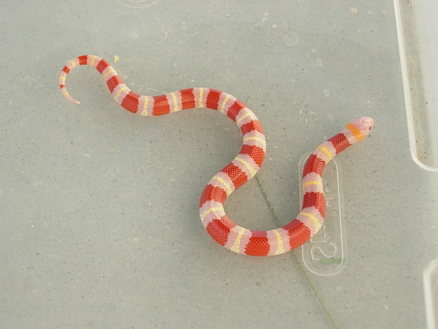 2005 Hatchling Tangerine Albino Annulata