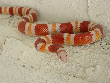 two yrl. old albino female