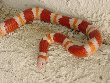 another shot of two yr. old female