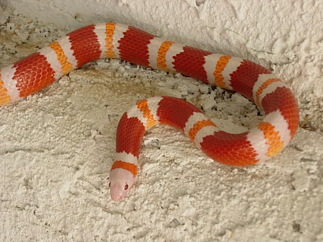 another shot of two yr. old female