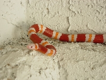 albino annulata male