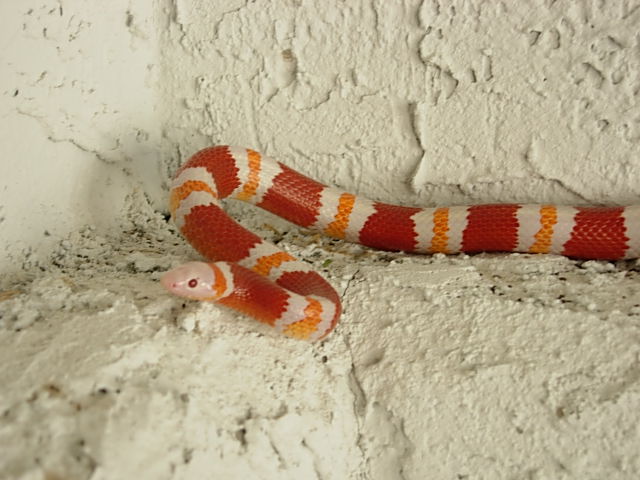 albino annulata male
