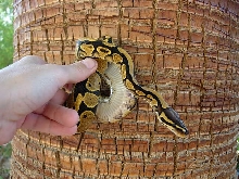 yellow belly male
