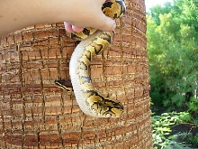 yellow belly male side view