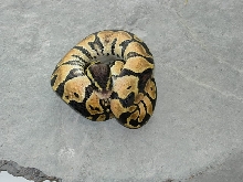 Male Graziani Line Pastel