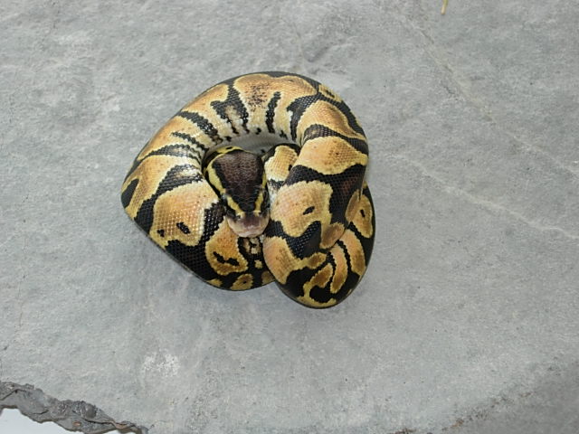 Male Graziani Line Pastel