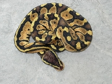 Female graziani line Pastel