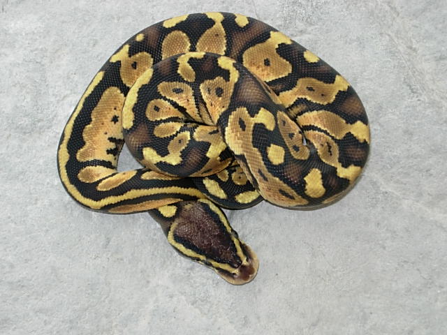 Female graziani line Pastel