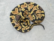 Purple Blushing female