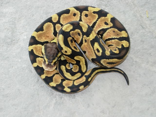 Purple Blushing female