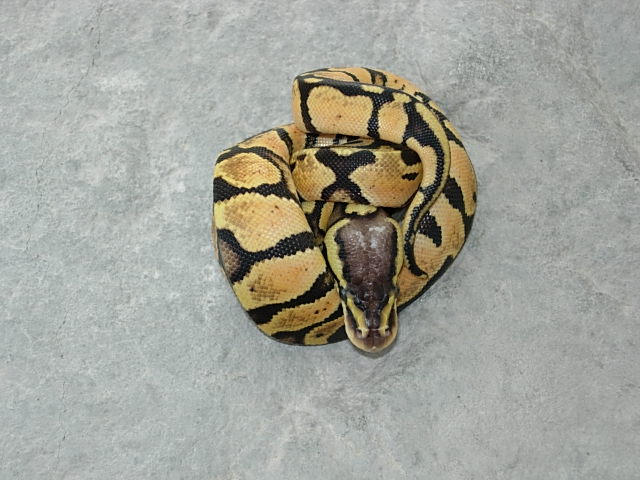 Female graziani line Pastel