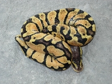 Female graziani line Pastel