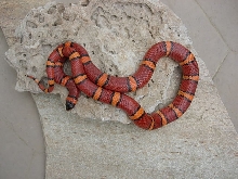 Male Pinstripe Tad Fitzgerald Line