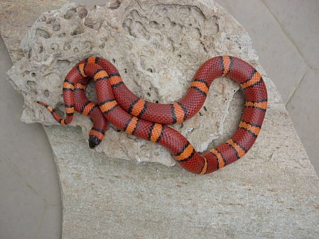 Male Pinstripe Tad Fitzgerald Line