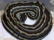 Tri-Stripe Coastal