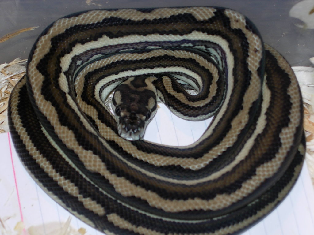 Tri-Stripe Coastal