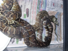 Het. Granite Irian Jaya Breeding