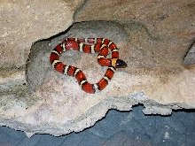 Double Het. Albino Pinstripe Annulata