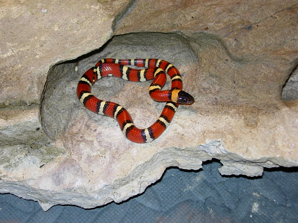 Double Het. Albino Pinstripe Annulata