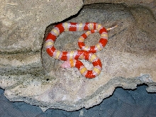 Albino Annulata from 2007
