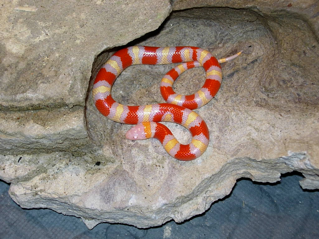 Albino Annulata from 2007