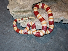An adult albino annulata