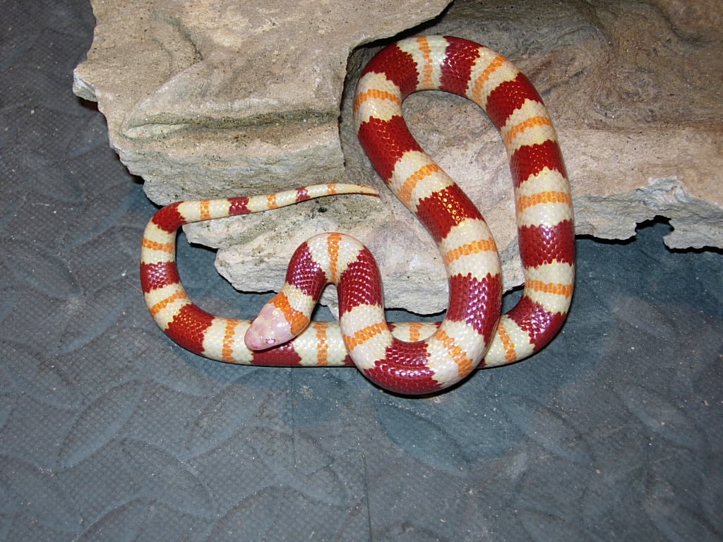 An adult albino annulata