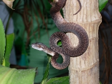 Granite IJ Hatchling