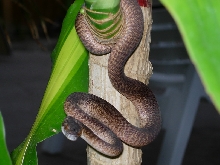 Granite IJ Hatchling
