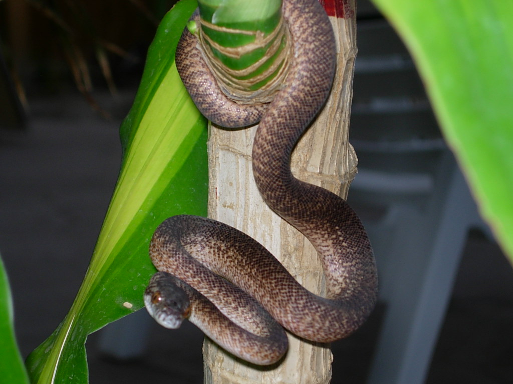 Granite IJ Hatchling
