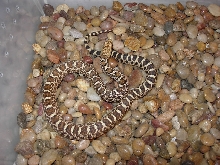Hypo Possible Dbl het. True Ghost & Axanthic