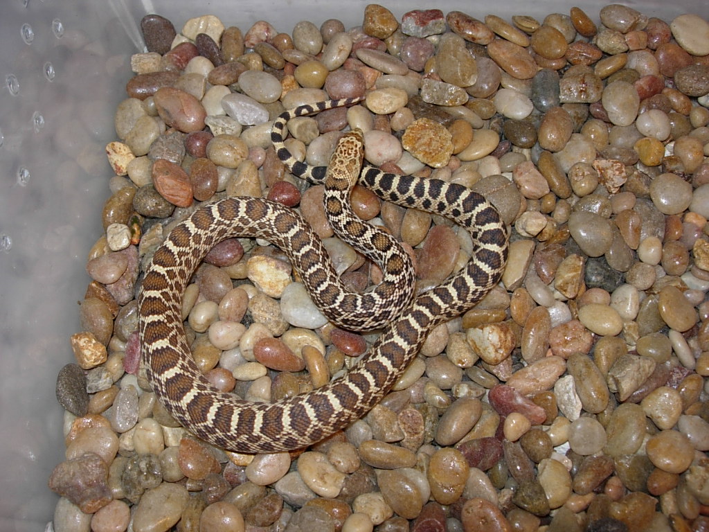 Hypo Possible Dbl het. True Ghost & Axanthic