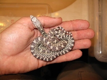 Female True Ghost Bull