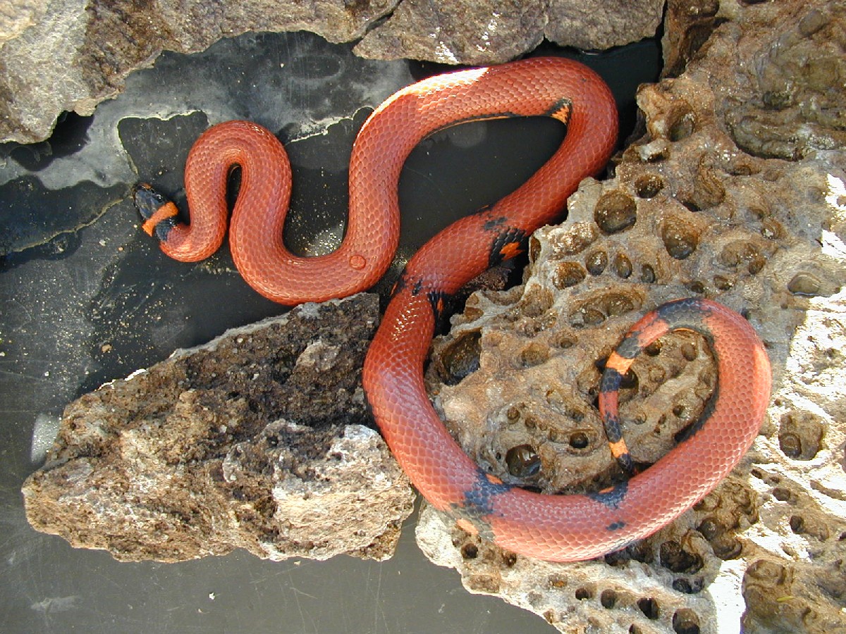 Patternless Mexican Milksnake
