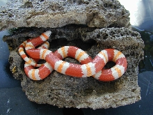 Albino Mexican Milksnake
