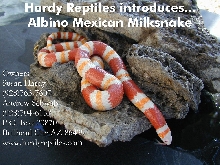 Albino Mexican Milksnake (Lampropeltis t. annulata)